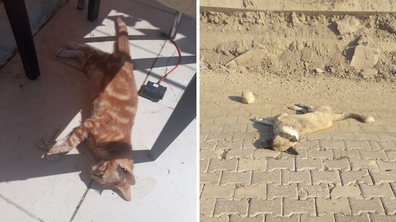 Denizli'de Tavuk Parçalarına Zehir Koyup Sokak Hayvanlarını Öldürdüler Iddiası3