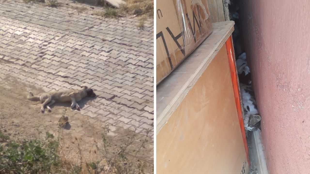 Denizli'de Tavuk Parçalarına Zehir Koyup Sokak Hayvanlarını Öldürdüler Iddiası4