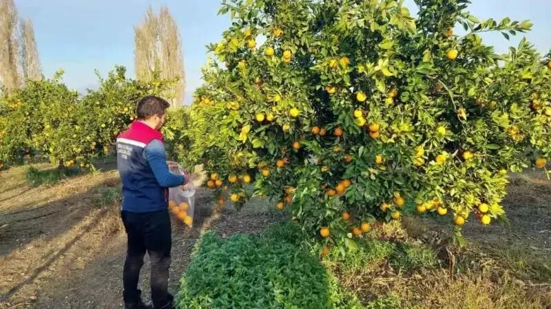 Ege Tarımında 'Kara Yıl' Bitti Turunçgilde Rekolte Sevinci (4)