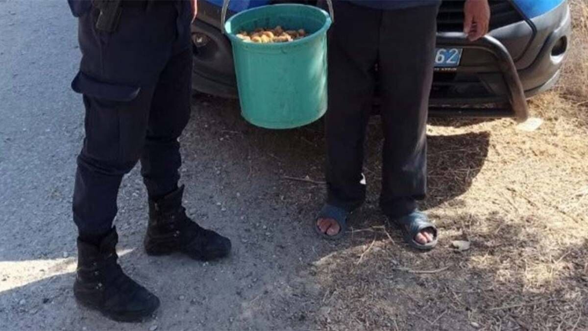 Incir Hırsızları