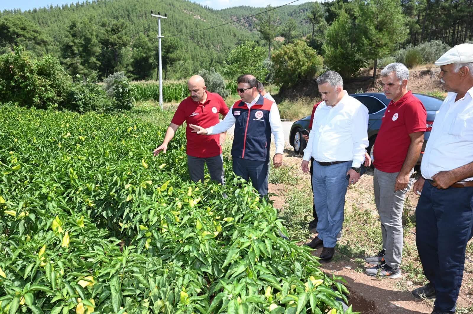 Kale Biberi Hasat (1)