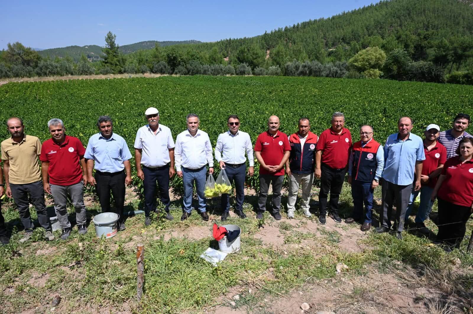 Kale Biberi Hasat (4)