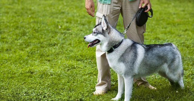 Köpeğinizi Dışarı Çıkarırken Bu Hatayı Yapmayın! Araştırma Açıkladı İdeal Yürüyüş Kaç Dakika Olmalı (1)
