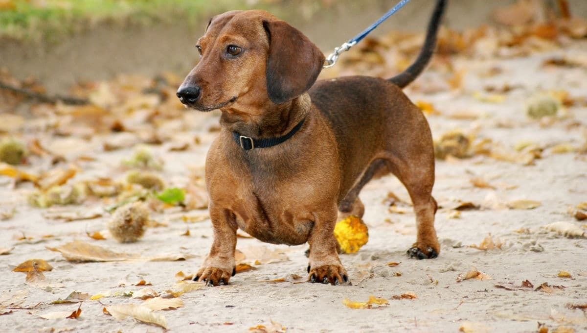 Köpeğinizi Dışarı Çıkarırken Bu Hatayı Yapmayın! Araştırma Açıkladı İdeal Yürüyüş Kaç Dakika Olmalı (2)