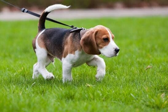 Köpeğinizi Dışarı Çıkarırken Bu Hatayı Yapmayın! Araştırma Açıkladı İdeal Yürüyüş Kaç Dakika Olmalı (3)