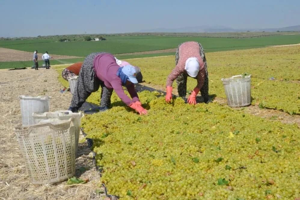 Kuru Üzüm Sektörü 'Yol Ayrımı' Döneminde (9)