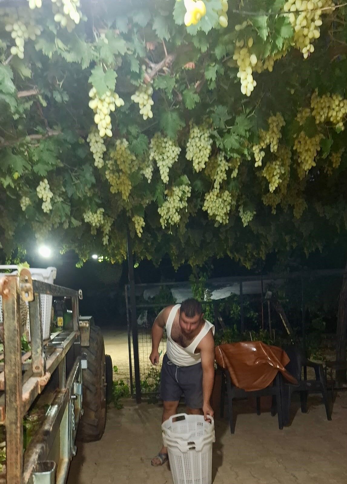 Manisa’da Zamanla Yarışan Üzüm Üreticileri (3)