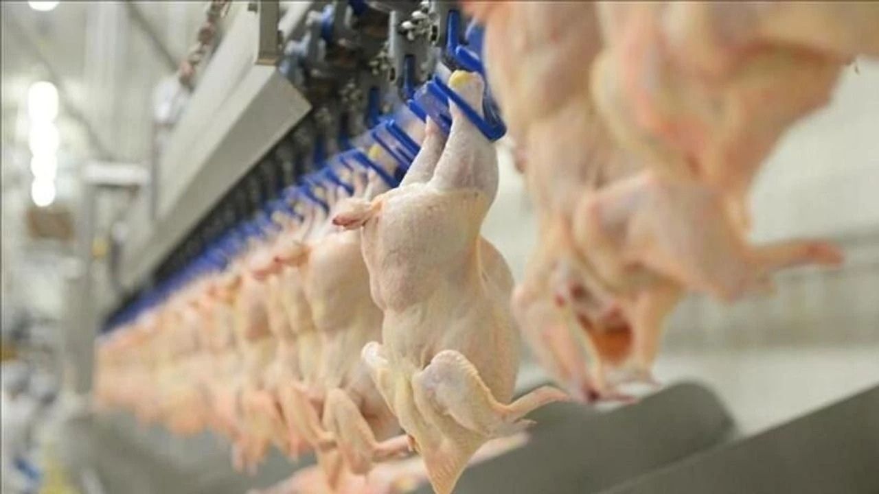 Özbekistan’dan 40 Bin Tonluk Kanatlı Eti Talebi1
