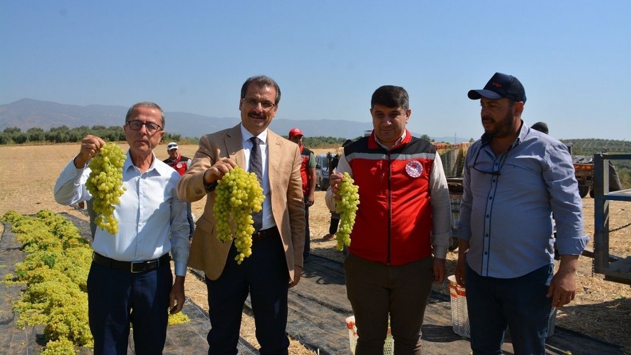 Salihli'de Sultani Çekirdeksiz Üzüm Hasadı Başladı1