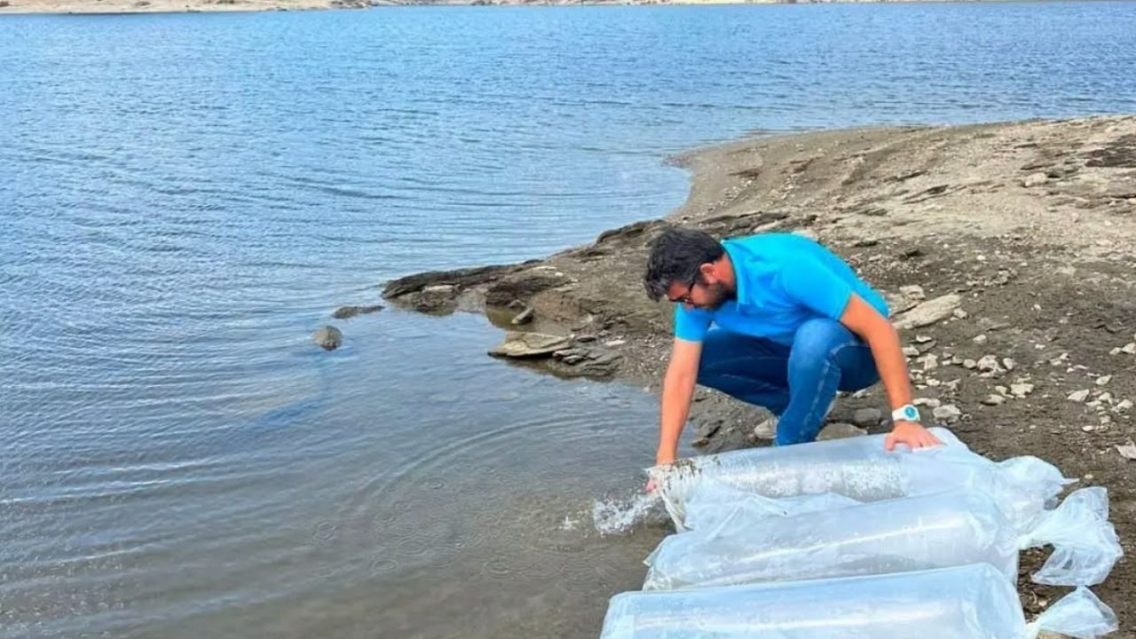 Sazan Balıkları