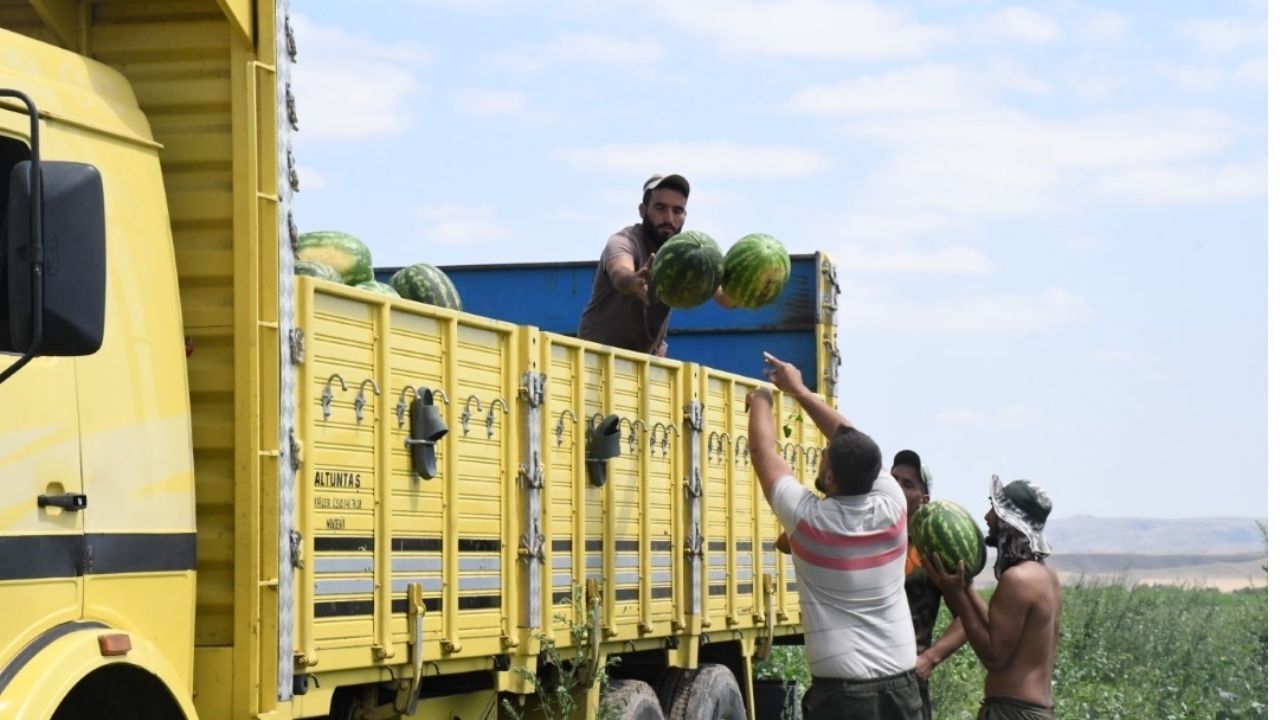 Yozgat Sekili’de 35 derece kavurucu sıcaklıkta sabah 07.00’de başlayan zorlu mesai, insan emeğinin değerini gözler önüne seriyor. Halep’ten Tarsus’a, oradan tarlaya uzanan ekmek kavgası dronla görüntülendi.