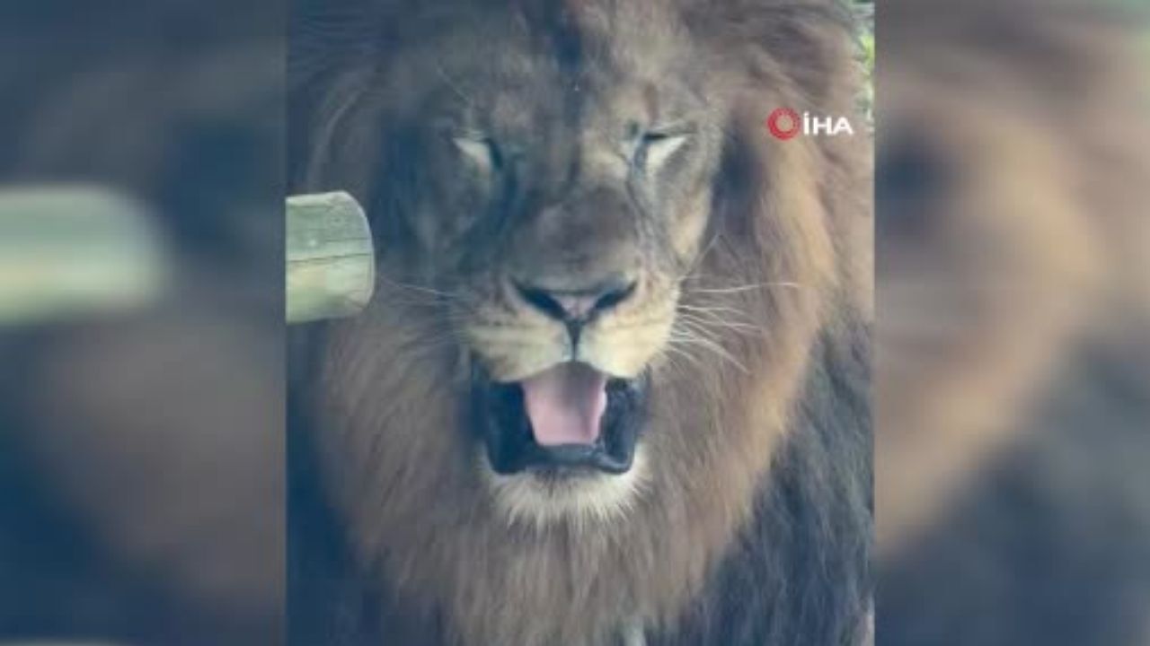 Japonya'yı etkisi altına alan aşırı sıcaklar hayvanları vurmaya başladı. Tama Hayvanat Bahçesinde bir hafta içinde üç aslan hayatını kaybederken, diğer hayvanlar özel iklimlendirme alanlarına alındı.