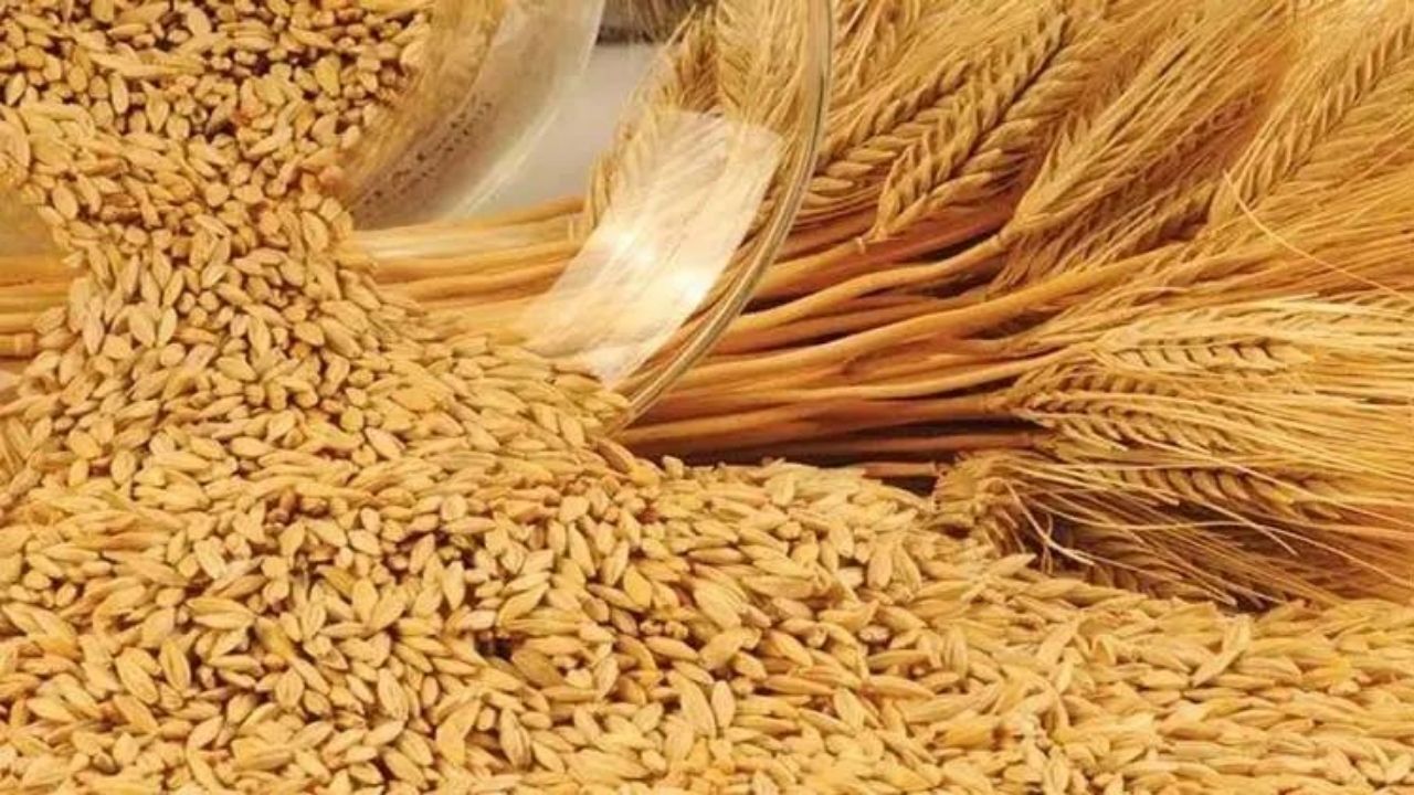 Ege İhracatçı Birlikleri (EİB), Fas’a yumuşak buğday ve türevleri ihracatı yapan firmaları ilgilendiren önemli bir vergi düzenlemesini duyurdu. Fas Hükümeti tarafından alınan yeni kararla, buğday ve un türevleri ithalatında uygulanan gümrük vergisi tahsilat süresi 31 Ağustos 2026 tarihine kadar uzatıldı.