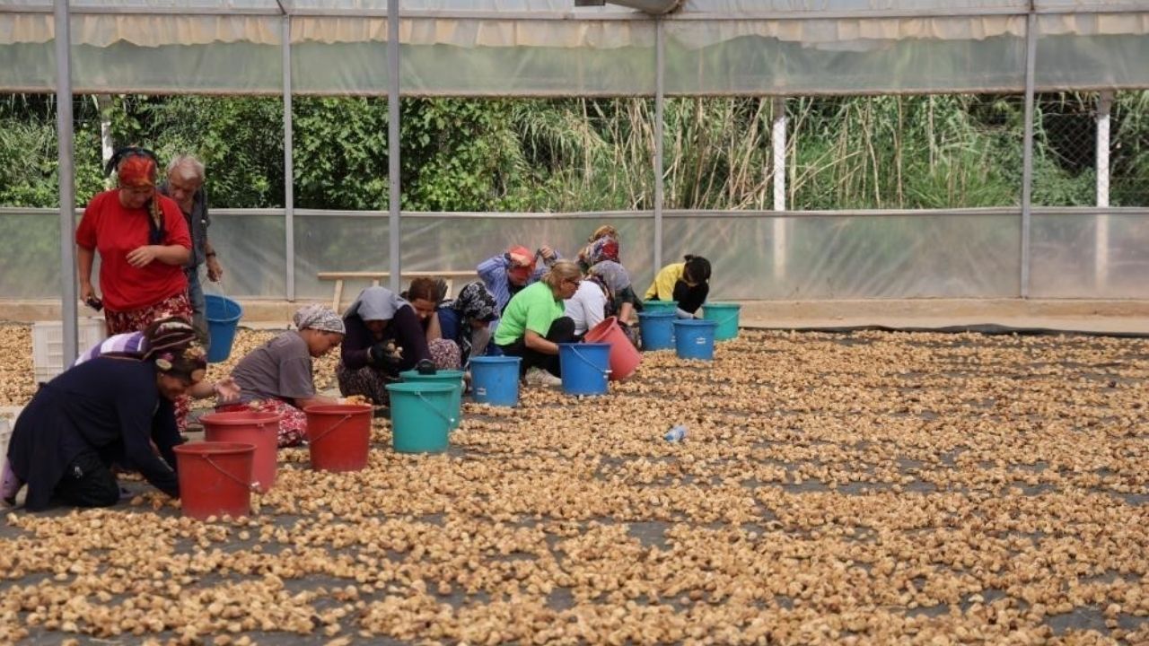 Aydın'da kuru incir sezonu öncesi fiyat endişesi yaşayan üreticiler, sahte ürünlerle yapılan tağşişe tepki göstererek taban fiyat uygulaması ve devlet denetimi talebiyle acil müdahale çağrısında bulundu.