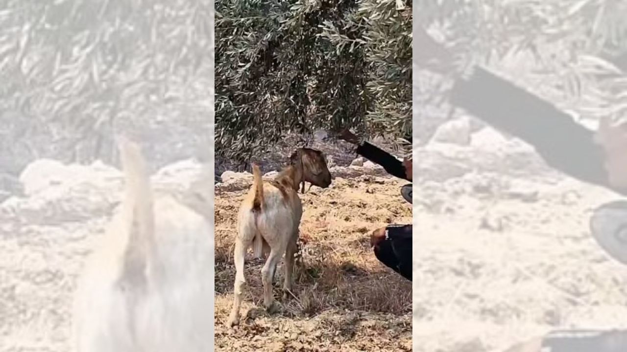 Muğla’da yangınlardan kurtulmaya çalışan, barınağını, suyunu, yiyeceğini kaybeden yaban hayvanları şimdi de “av turizmi” tehdidiyle karşı karşıya. 11 yaban keçisinin vurulması için açılan ihaleye vatandaşlar ve çevreciler sert tepki gösterdi. Ömer adlı bir yurttaş, “Canlı katliamında Çinlileri geçtik” diye isyan etti.