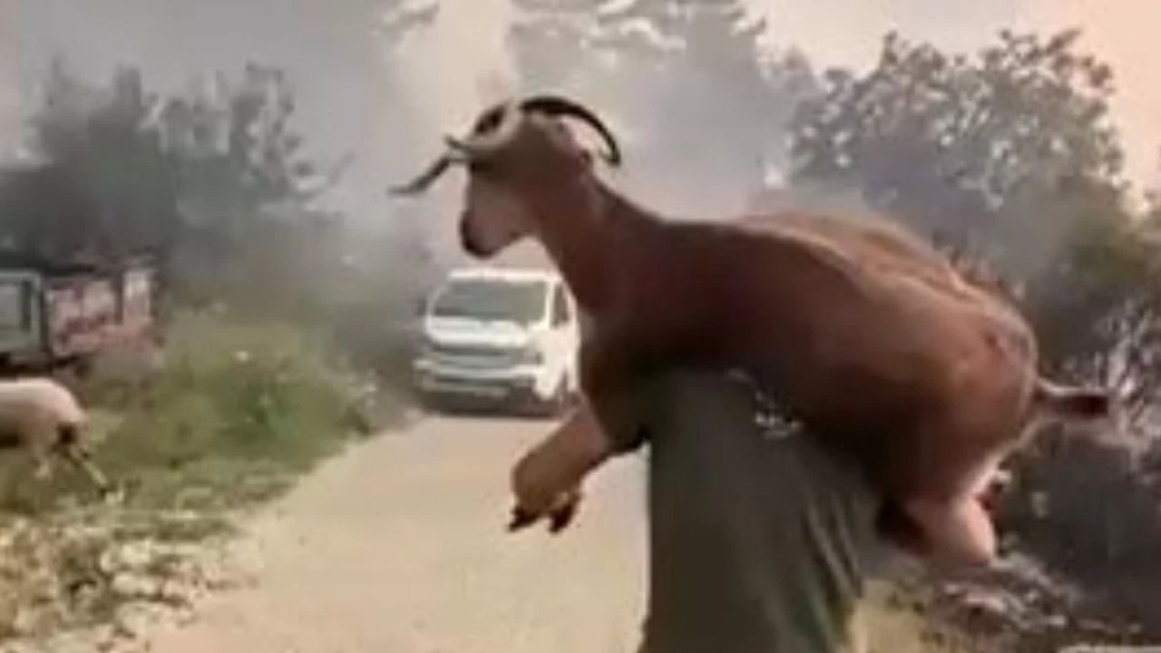 Muğla’da yangınlardan kurtulmaya çalışan, barınağını, suyunu, yiyeceğini kaybeden yaban hayvanları şimdi de “av turizmi” tehdidiyle karşı karşıya. 11 yaban keçisinin vurulması için açılan ihaleye vatandaşlar ve çevreciler sert tepki gösterdi. Ömer adlı bir yurttaş, “Canlı katliamında Çinlileri geçtik” diye isyan etti.