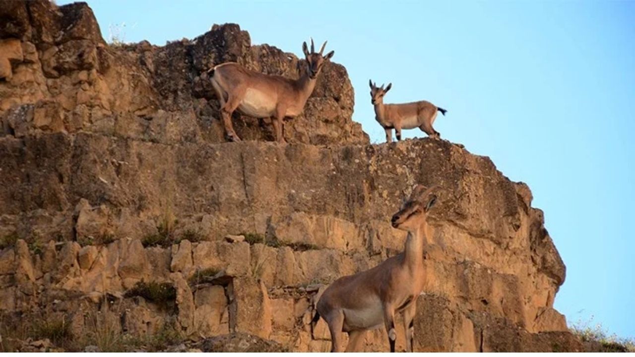 Muğla’da yangınlardan kurtulmaya çalışan, barınağını, suyunu, yiyeceğini kaybeden yaban hayvanları şimdi de “av turizmi” tehdidiyle karşı karşıya. 11 yaban keçisinin vurulması için açılan ihaleye vatandaşlar ve çevreciler sert tepki gösterdi. Ömer adlı bir yurttaş, “Canlı katliamında Çinlileri geçtik” diye isyan etti.