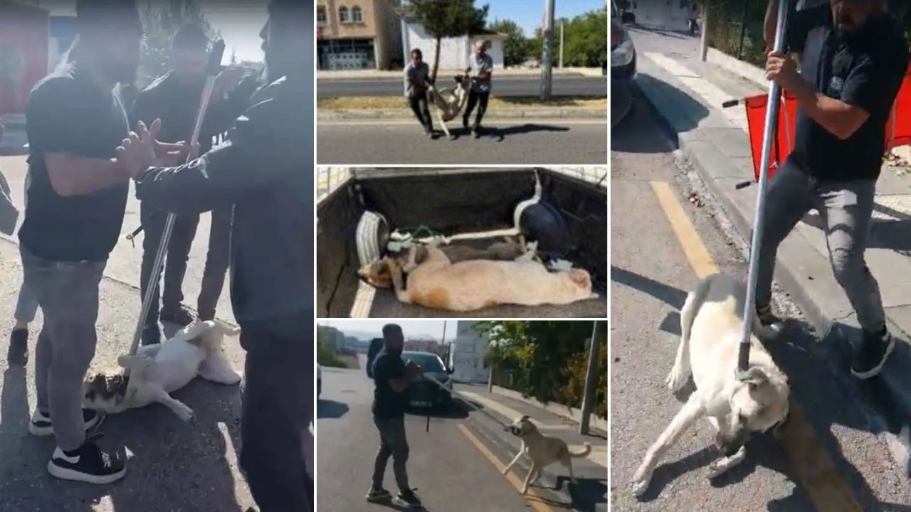 Sokak hayvanlarının yüzde 97’sinin toplandığını açıklayan Bakanlığa tepkiler büyüyor. Osmanağa Pati Gönüllüleri İçişleri Bakanı Mustafa Çiftçi’ye 15 soruyla seslenerek “Raporları açıklayın! Toplanan hayvanların kaçı hâlâ hayatta?” diye isyan etti.
