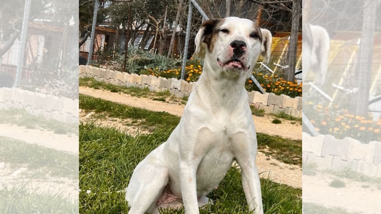 Edirne Keşan’da mahallenin sevgilisi 7 yaşındaki Sütlaç isimli köpek av tüfeğiyle öldürüldü. Yaşam hakkı savunucuları faillerin cezalandırılması için suç duyurusunda bulundu.