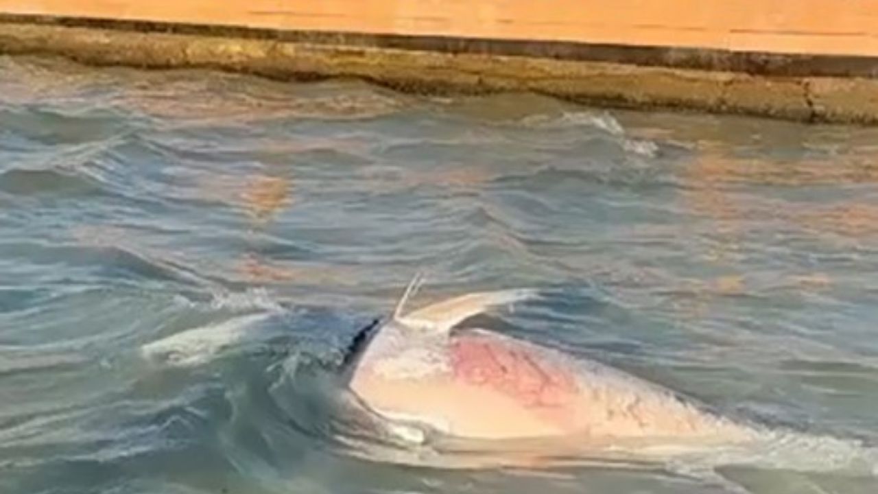 İzmir’in Çeşme ve Karaburun kıyılarında orkinos ölümleri yeniden görülmeye başladı. Kıyıya 9 ölü balık vururken, yetkililer tüketilmemesi konusunda uyardı.