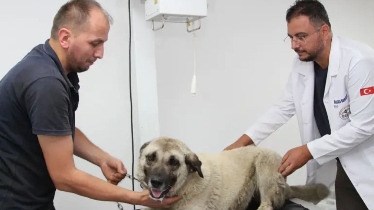 Giresun’da bir fabrikanın girişinde kapının açılmasını bekleyen sürücü, önünde yatan köpeği acımasızca ezdi. Tepki çeken görüntülerin ardından gözaltına alınan vicdansız sürücü hakkında adli işlem başlatıldı.