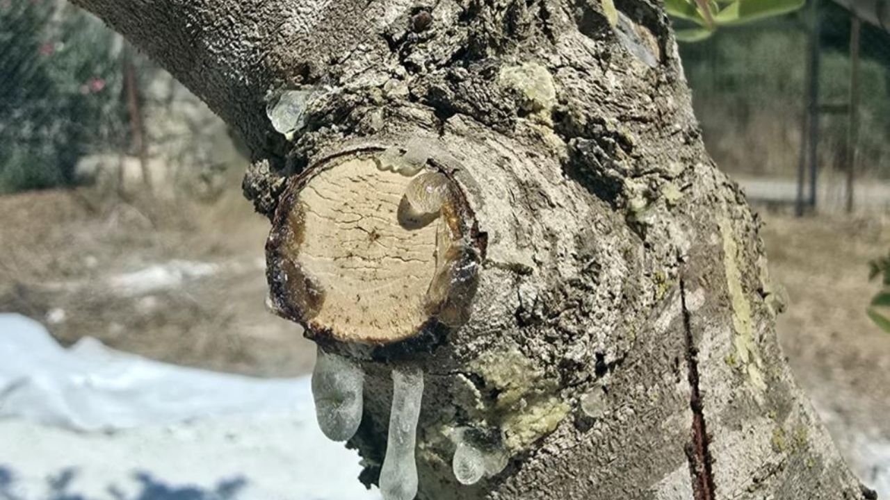 Muğla'da 2015'te kurulan sakız bahçelerinde 11 yıllık emeğin ardından ilk hasat başladı. Kilosu 35 bin TL'yi bulan sakız üretimiyle ithalatın azaltılması ve alanların genişletilmesi hedefleniyor.