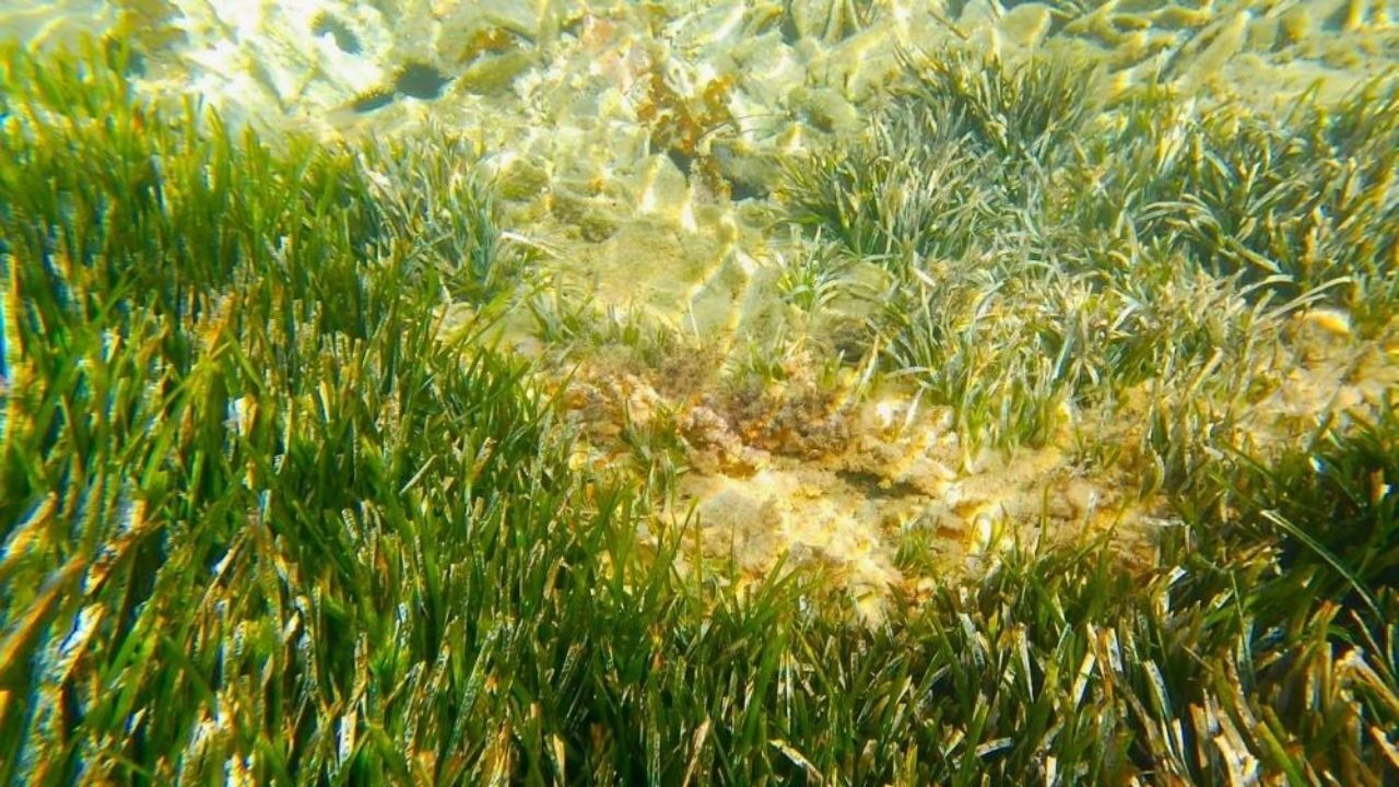 Kuşadası’nda Mavi Ormanlar söyleşisinin ardından gündeme gelen 3. İskele ve dip taraması projesi, bölgedeki deniz çayırları ve biyolojik çeşitlilik üzerindeki ciddi riskler nedeniyle tepki çekti.