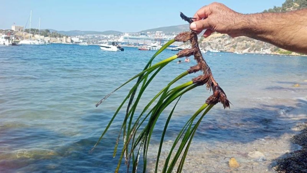 Kuşadası’nda Mavi Ormanlar söyleşisinin ardından gündeme gelen 3. İskele ve dip taraması projesi, bölgedeki deniz çayırları ve biyolojik çeşitlilik üzerindeki ciddi riskler nedeniyle tepki çekti.