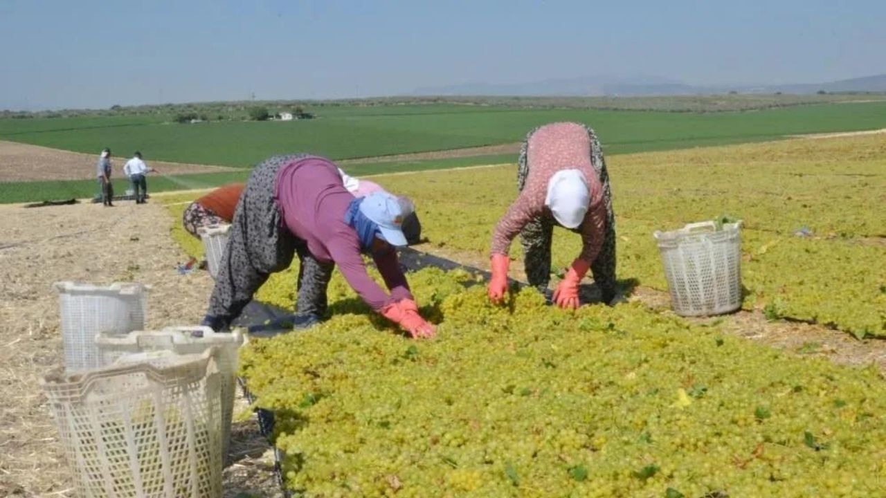 Ege'de çekirdeksiz kuru üzüm rekoltesi 350 bin tona yaklaşarak rekor kırdı. TMO ve TARİŞ'in henüz taban fiyat açıklamaması ise sergiye inen mahsul karşısında hem üreticiyi hem ihracatçıyı kilitledi.