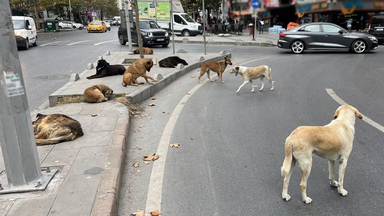 Sokak Hayvanları Hangi Bakanlığa Bağlı2