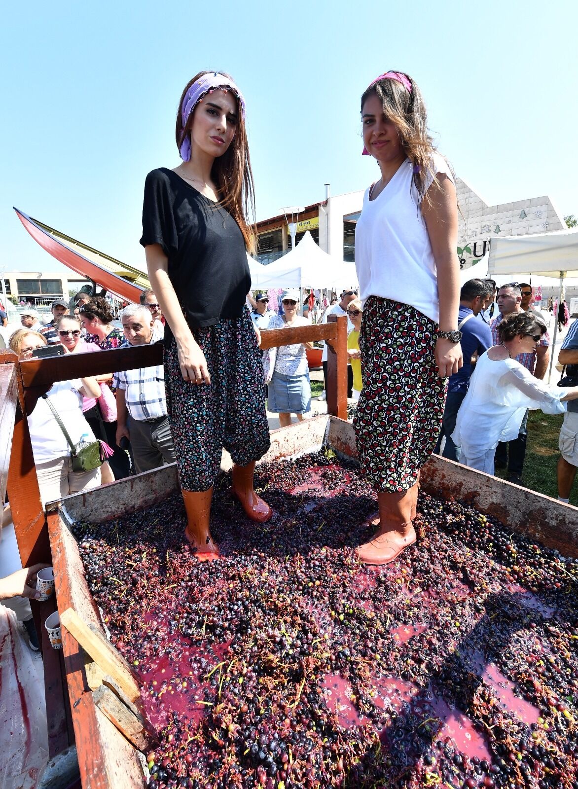 Urla’da 2600 Yıllık Gelenek Için Geri Sayım! Bağbozumu Şenlikleri Ne Zaman Başlıyor (4)