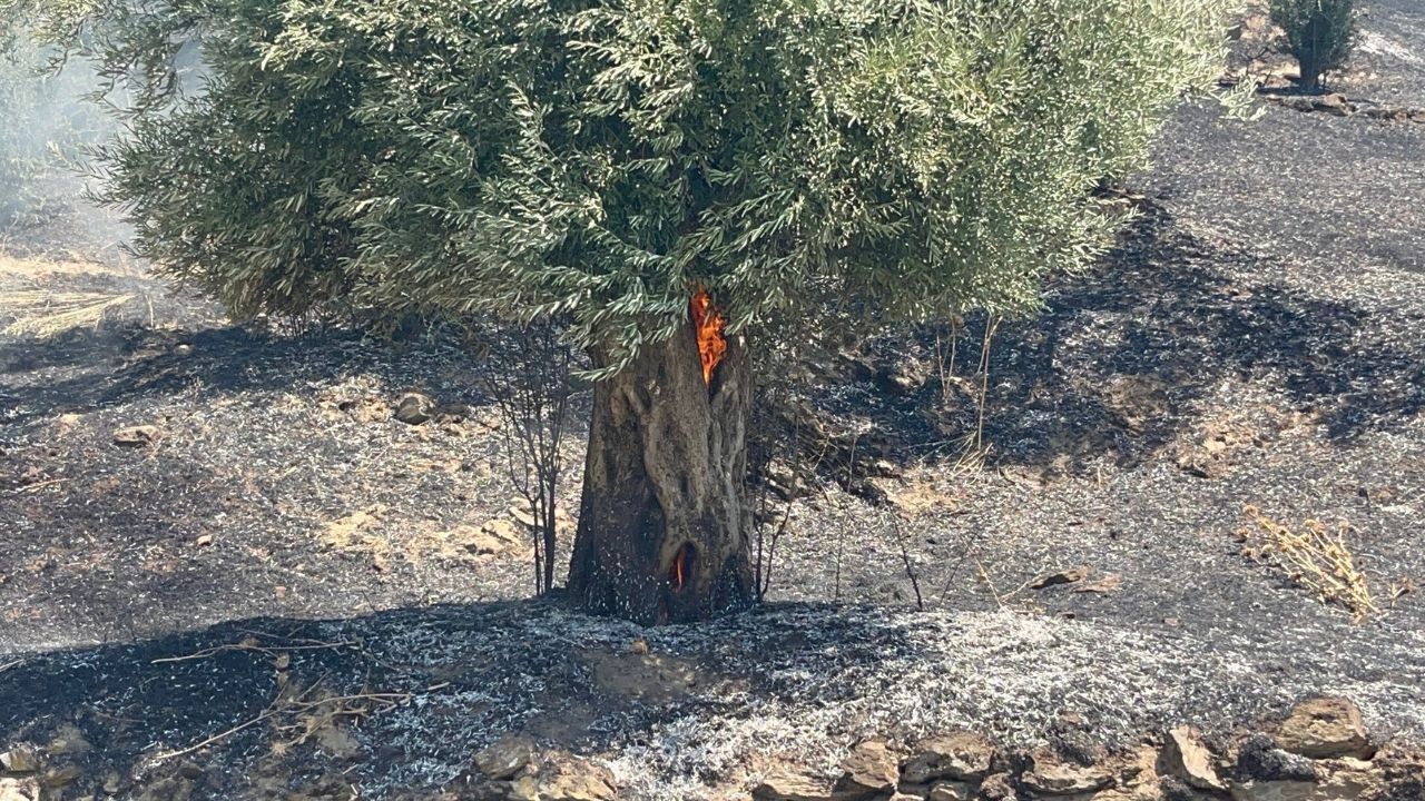 Yangın Muğla1