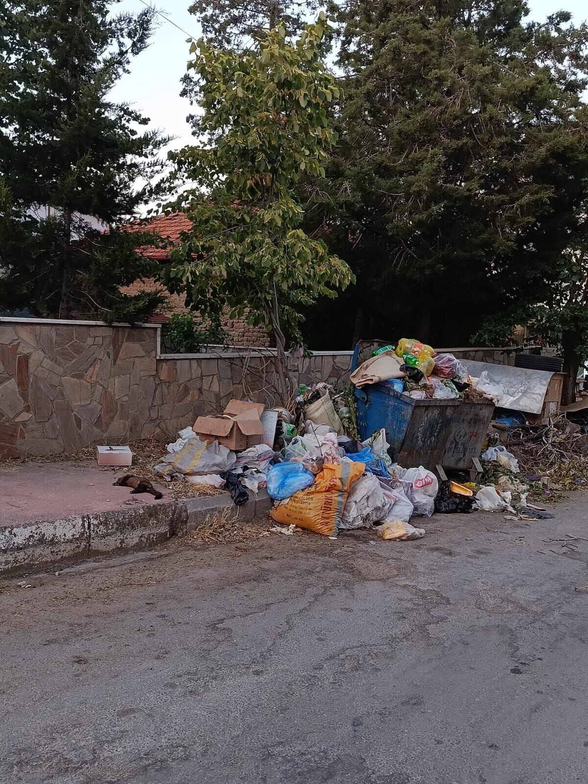 Yeşilyuva'da Çöp Ve Sinek Kabusu Vatandaş Isyan Noktasında! (6)