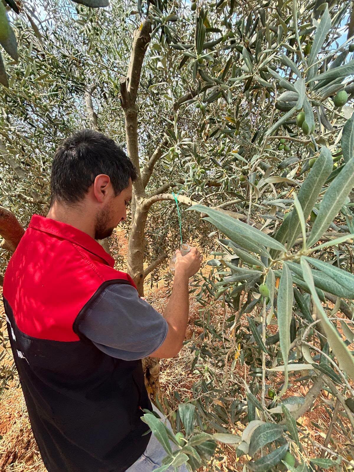 Zeytin Denetim (1)