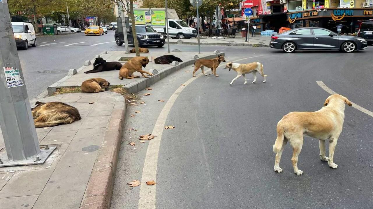 Sokak Köpeği 1
