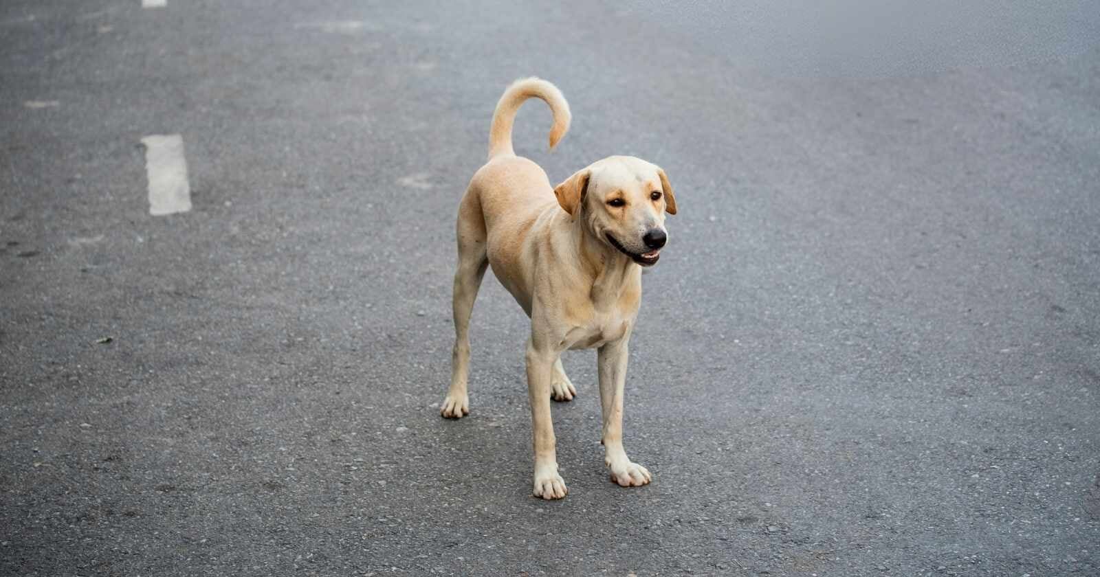 Sokak Köpeği 2