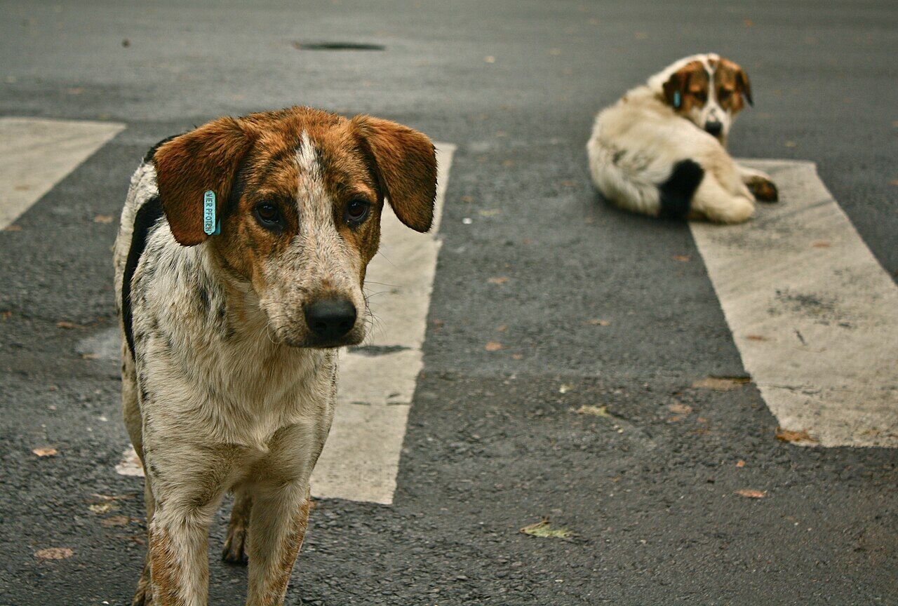 Sokak Köpeği 3