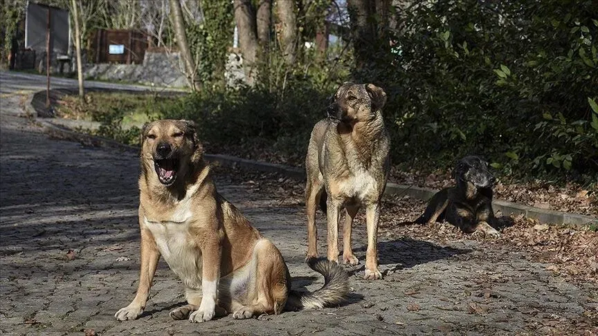 Sokak Köpeği 4