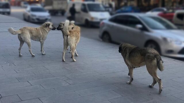 Sokak Köpeği 5
