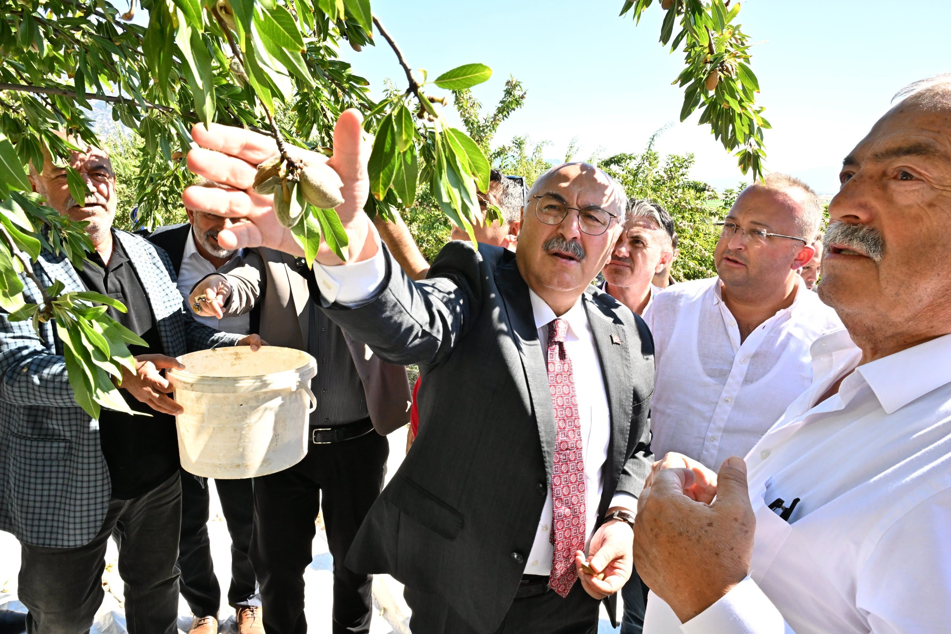 Acıpayam Badem Hasadı (1)