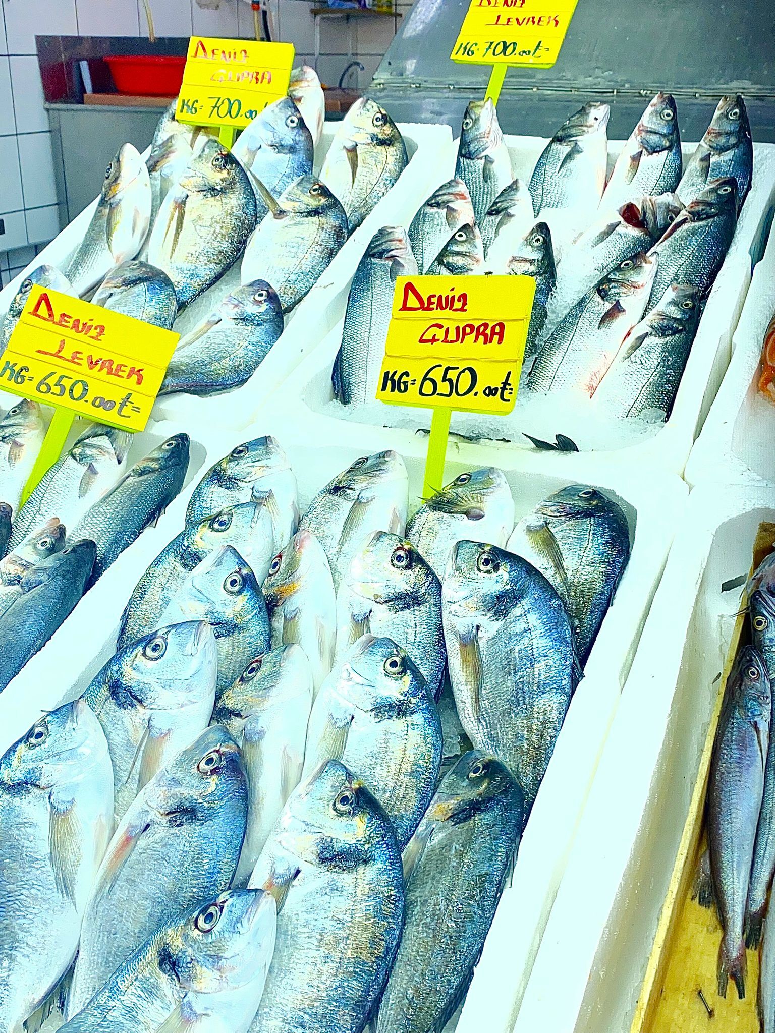 Balık Sezonu (6)
