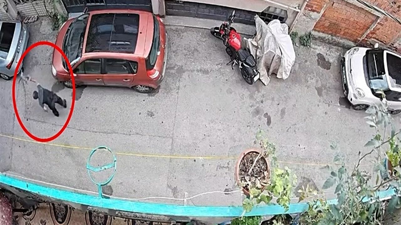 Bursa'da kediye şiddet uygulayan şüpheli yakalandı