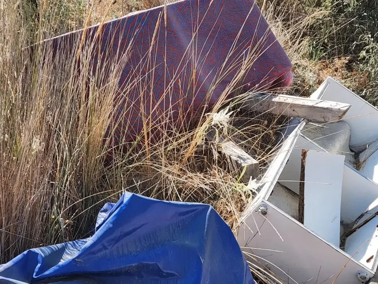 Çeşme'de Skandal Koruma Altındaki Kum Zambakları Çöp Oldu! (1)-1