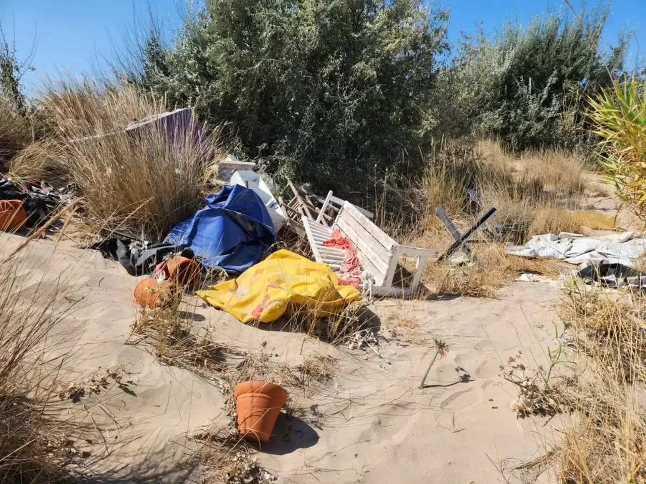 Çeşme'de Skandal Koruma Altındaki Kum Zambakları Çöp Oldu! (3)