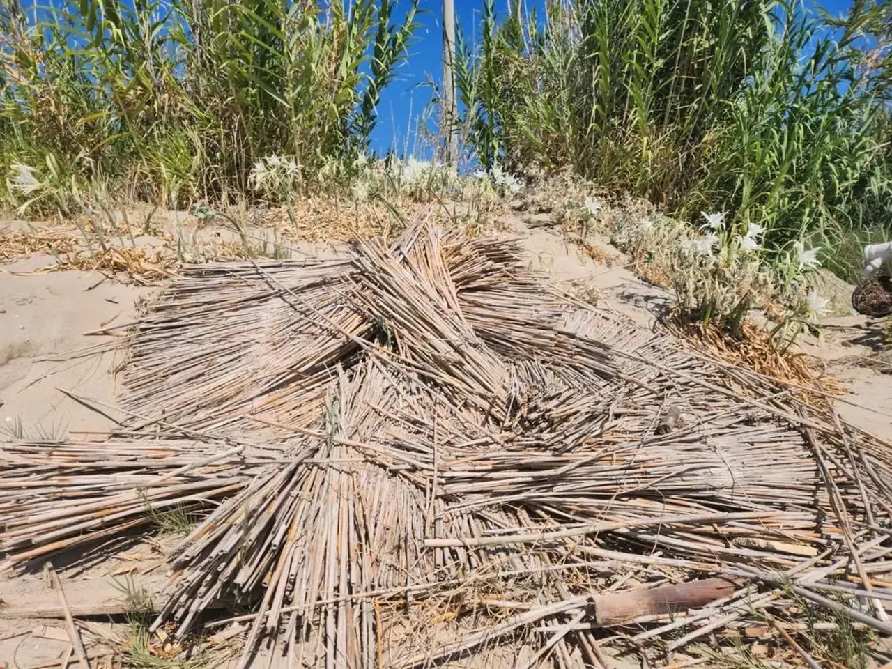 Çeşme'de Skandal Koruma Altındaki Kum Zambakları Çöp Oldu! (4)