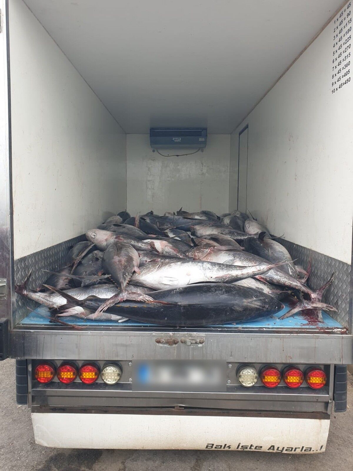İzmir'de Kaçak Avlanan 3 Ton Orkinos Yakalandı (1)