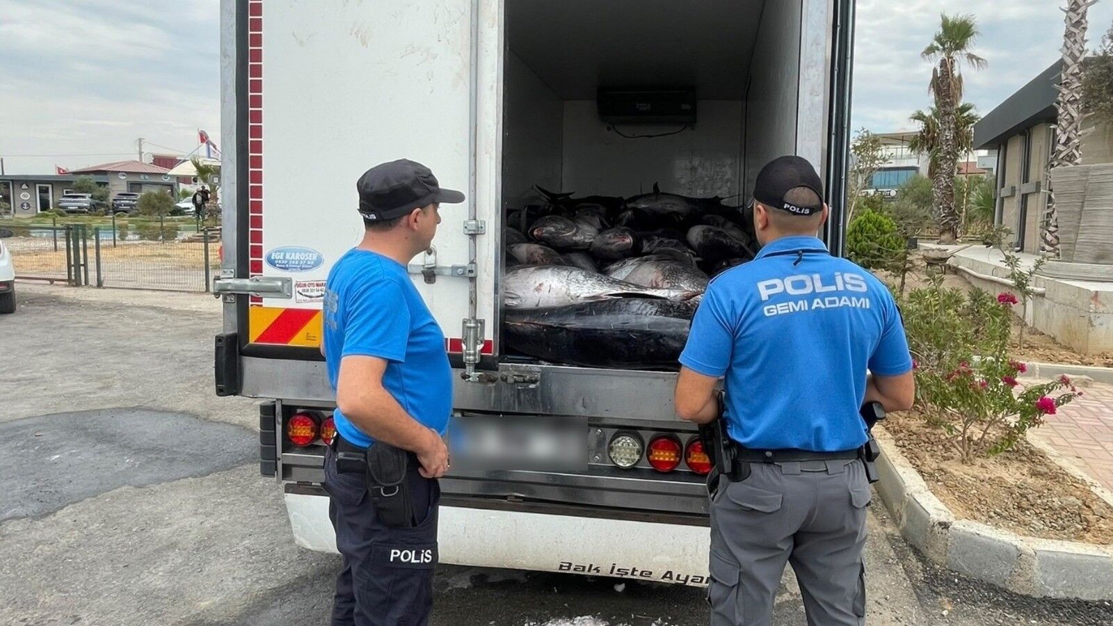 İzmir'de Kaçak Avlanan 3 Ton Orkinos Yakalandı (2)