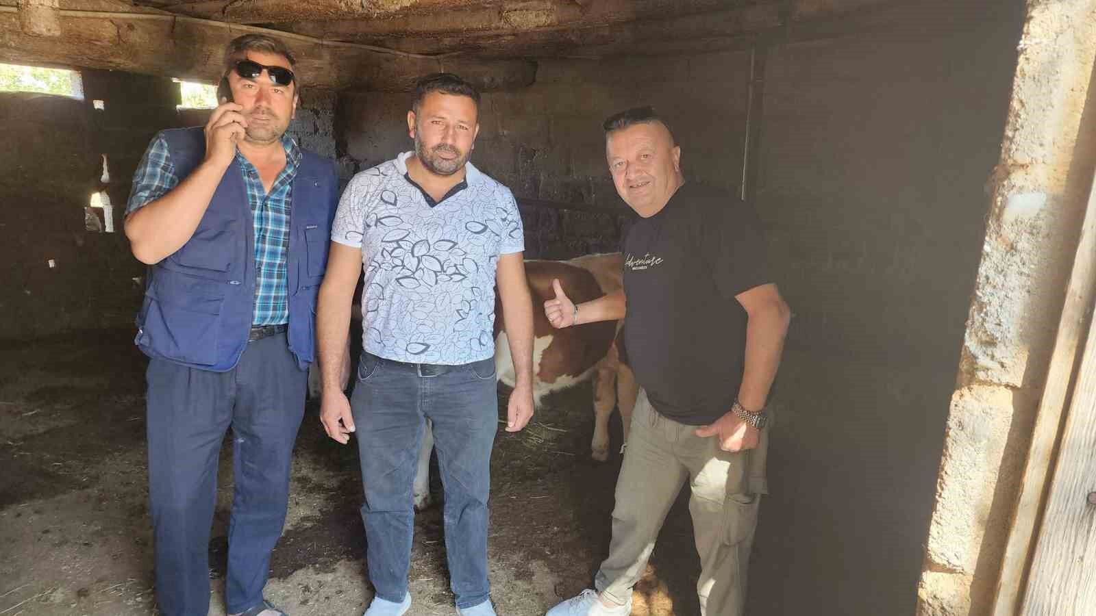 Kaybolan Buzağılar Bulundu (2)