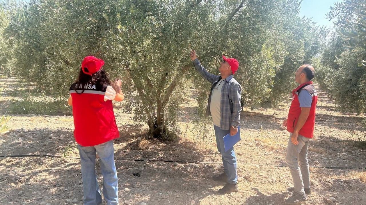 Manisa'da 2026 Yılı Zeytin Ve Zeytinyağı Rekoltesi Belirlenecek1