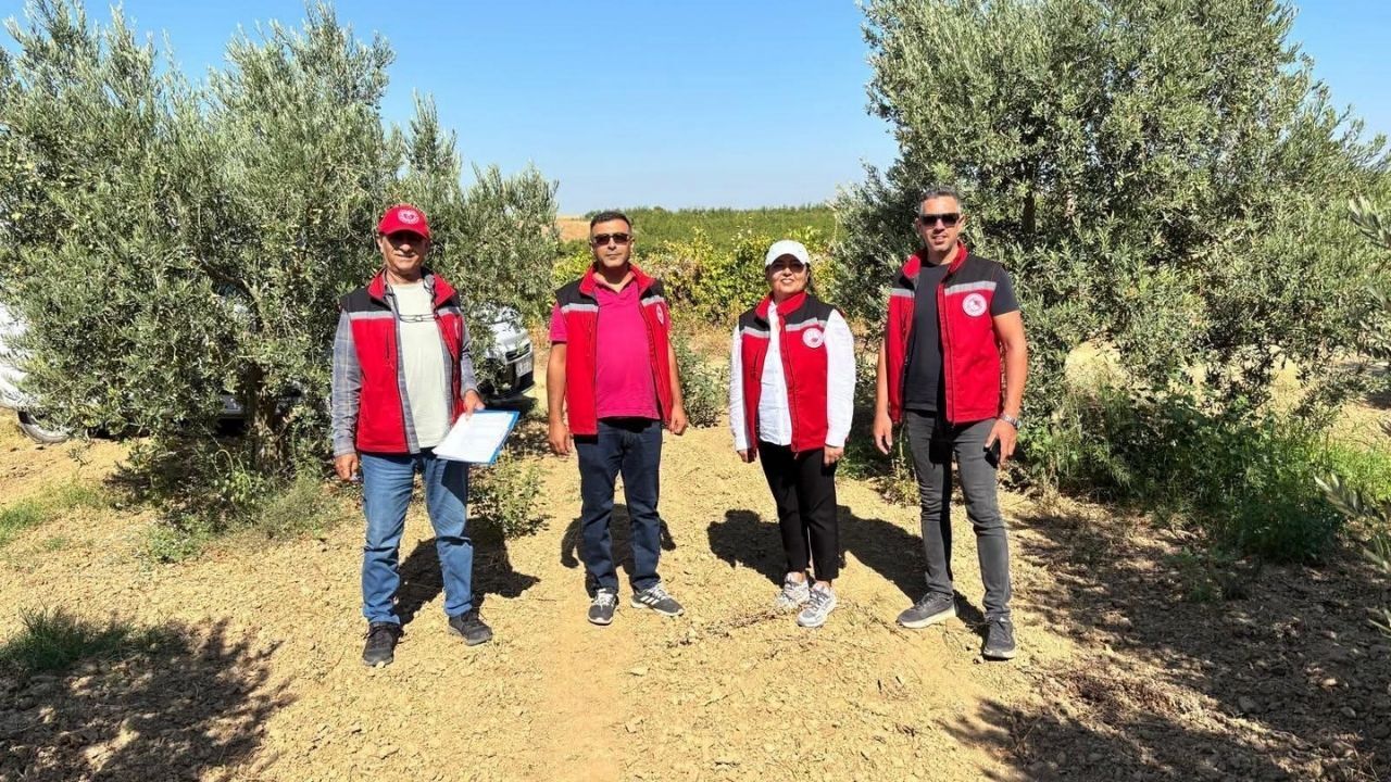 Manisa'da 2026 Yılı Zeytin Ve Zeytinyağı Rekoltesi Belirlenecek2